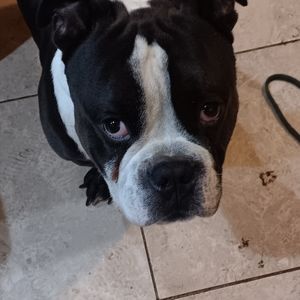 Meet your Posher, Peter